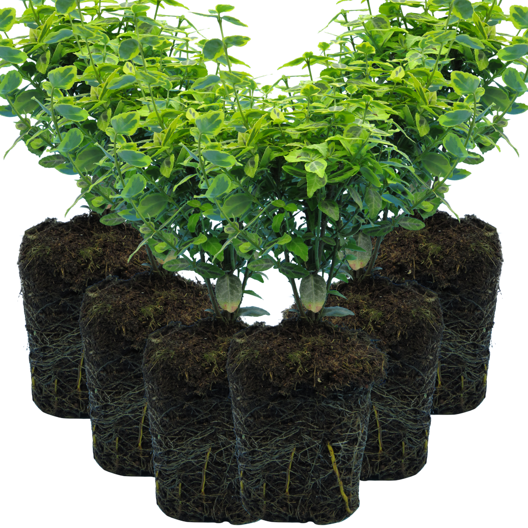 Euonymus ‘Emerald n Gold’ — Evergreen Shrub / Ground Cover, Bee-Friendly, 1L Pot (Set of 3 or 6)