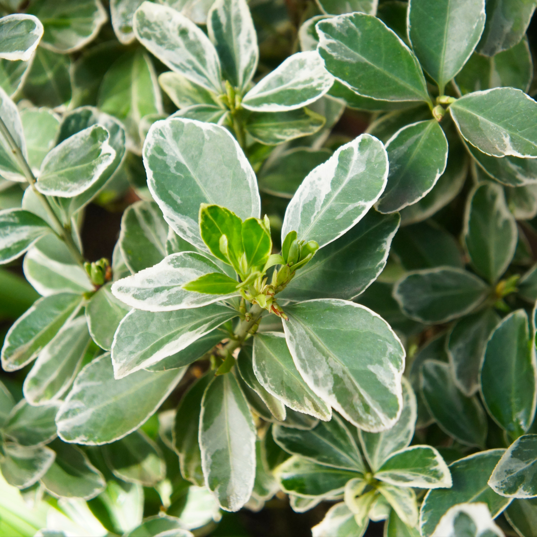 Euonymus ‘Albomarginatus’ — Hardy Shrub, 2L Pot
