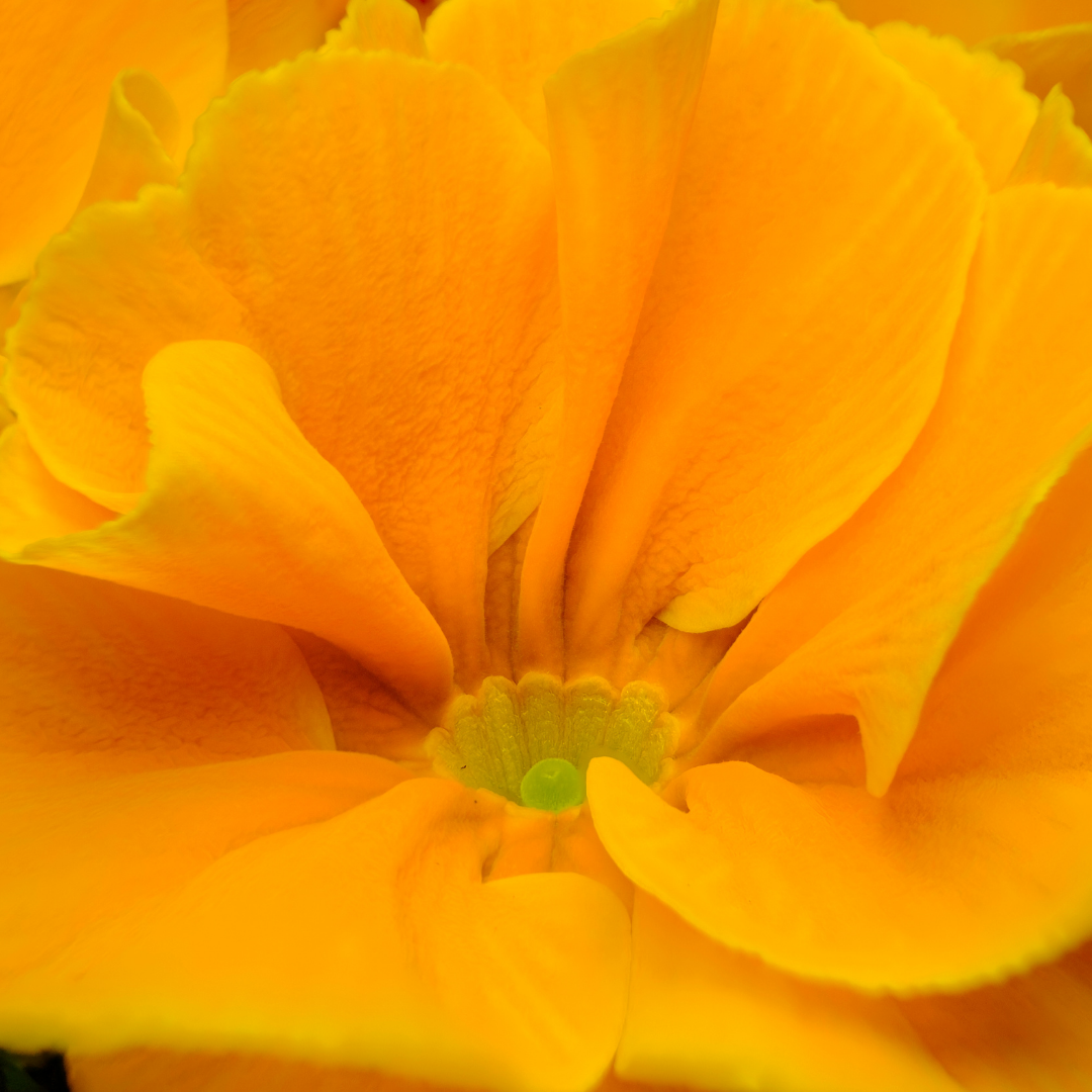 Primrose ‘Orange’ — Hardy Perennial, Bee-Friendly, 10.5cm Pot
