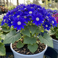 Senetti ‘Kobalt Blue Pericallis Daisy’ — Bedding Plant, Bee-Friendly, 17cm Pot