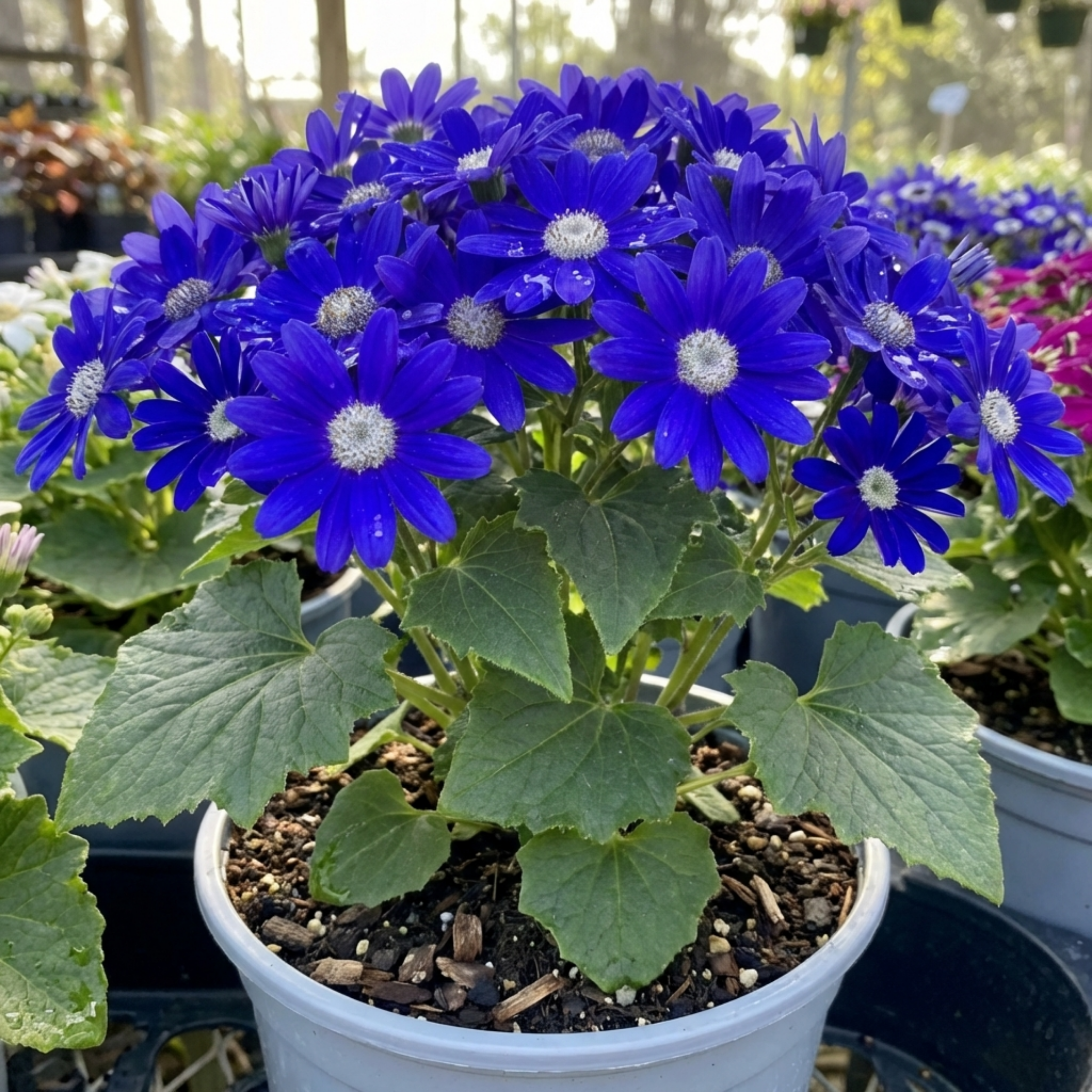 Senetti ‘Kobalt Blue Pericallis Daisy’ — Bedding Plant, Bee-Friendly, 17cm Pot