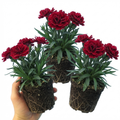 Dianthus ‘Oscar Dark Red’ — Hardy Perennial, 10.5cm Pot (Set of 3 or 6)