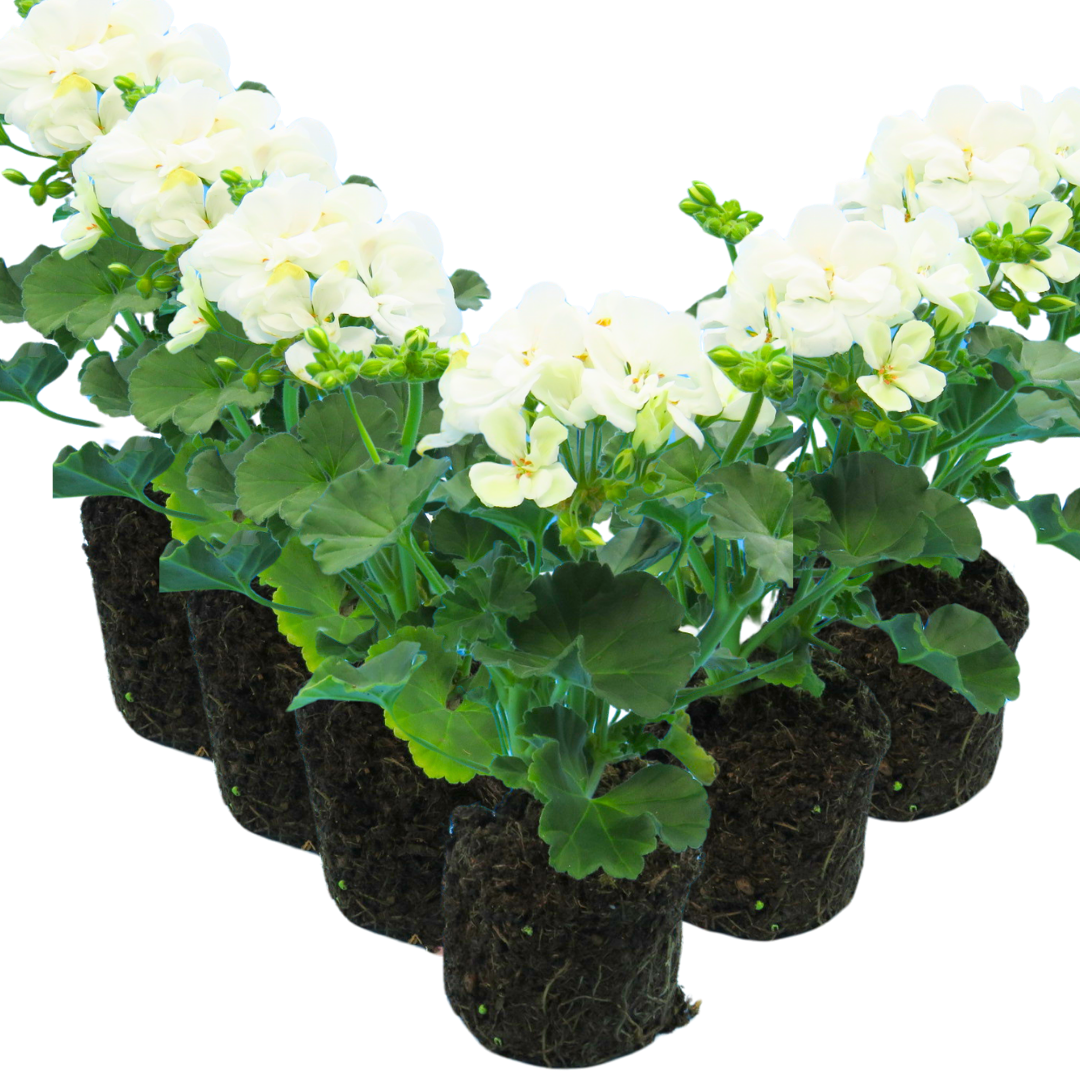 Pelargonium ‘Erika’ — Tender Perennial (grown as bedding), Bee-Friendly, 10.5cm Pot (Set of 3 or 6)