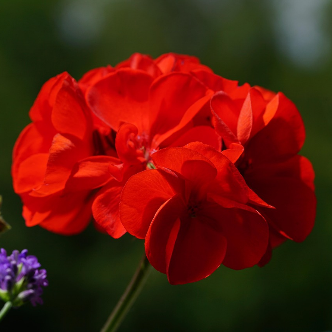 Pelargonium ‘Mylena’ — Tender Perennial (grown as bedding), Bee-Friendly, 10.5cm Pot (Set of 3 or 6)