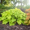Heuchera ‘Lime Marmalade’ — Hardy Perennial, 2L Pot