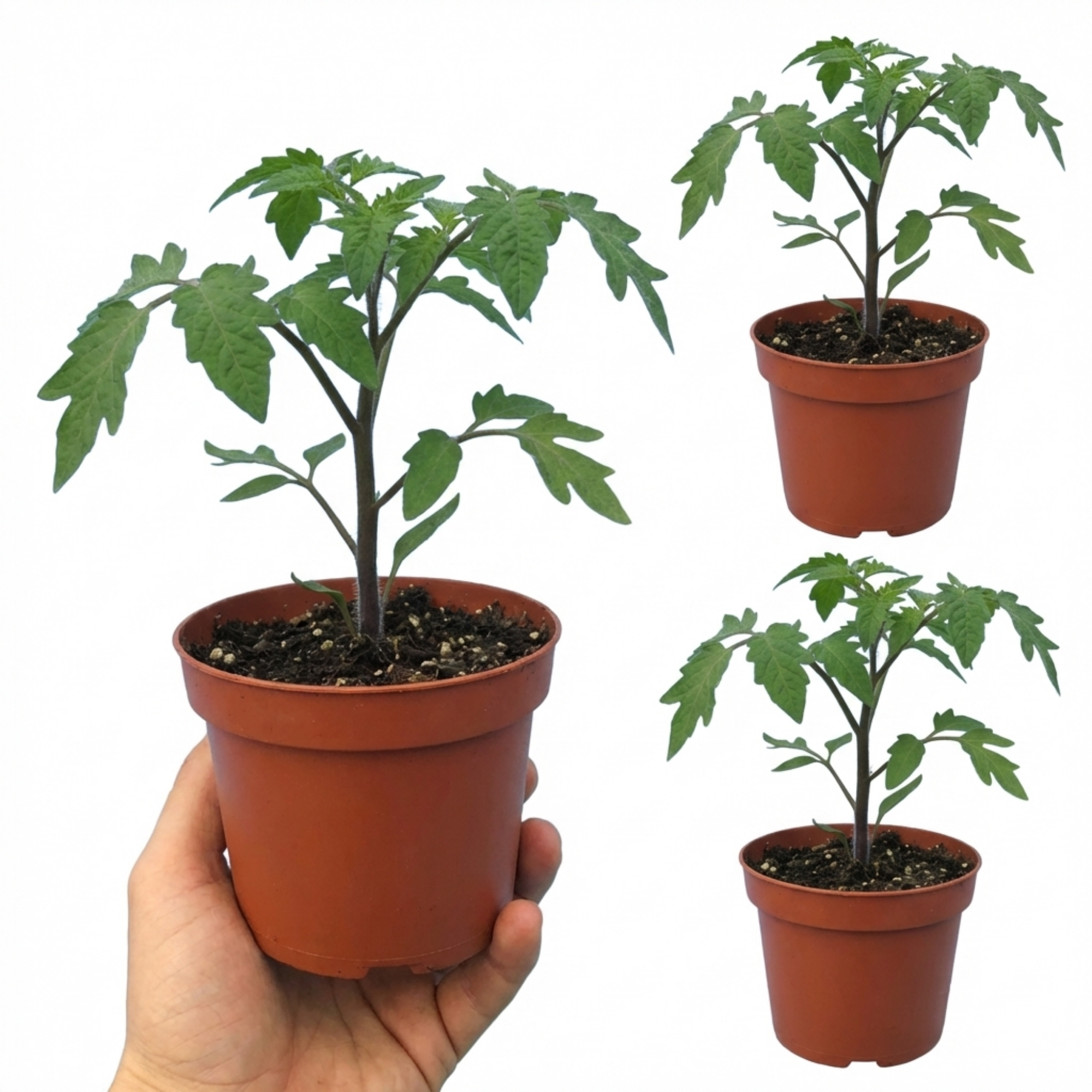 Tomato ‘Gardeners Delight’ — Fruit Plant / Tender Annual, 10.5cm Pot (Set of 3 or 6)