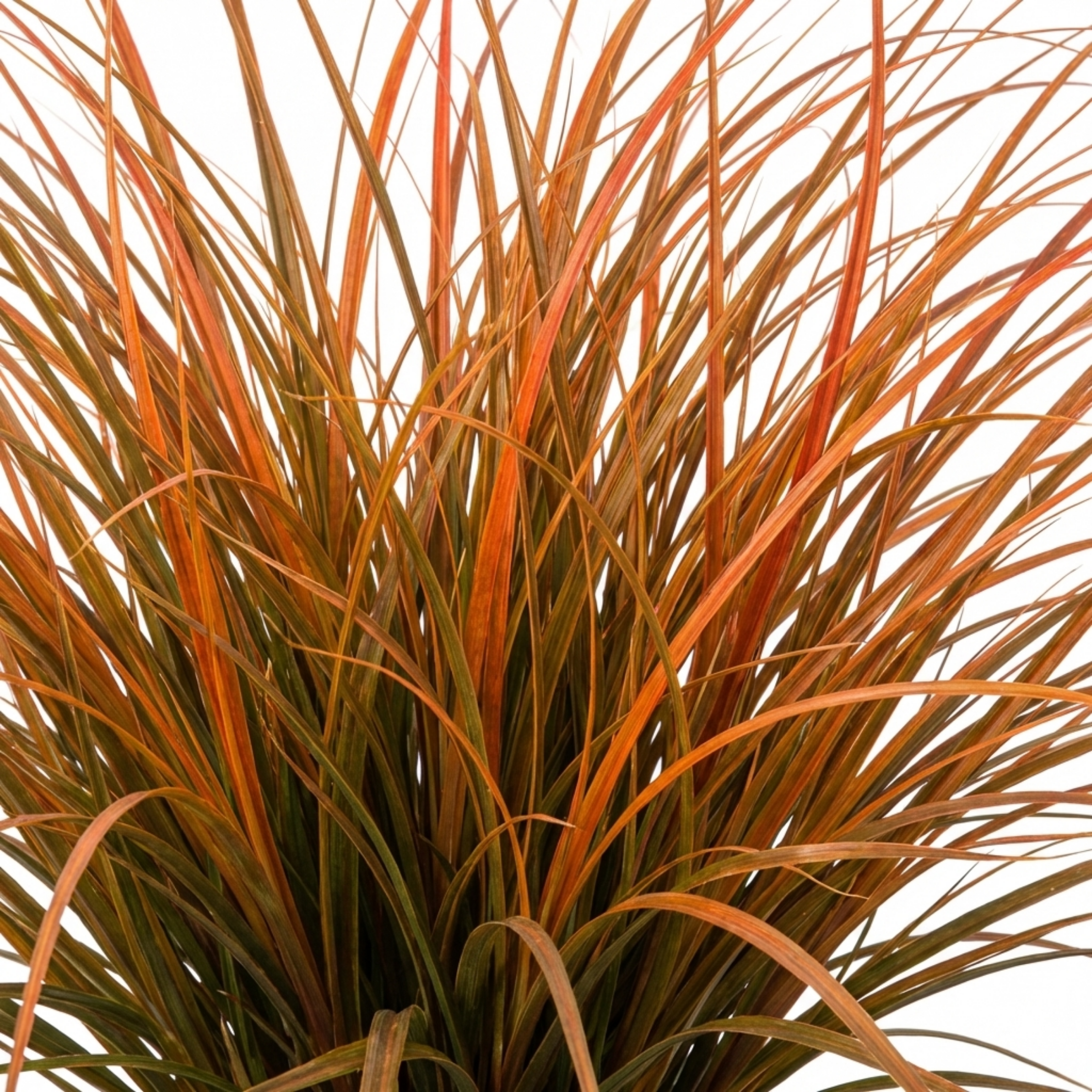 Carex ‘Prairie Fire’ — Evergreen Perennial Grass (sedge), 2L Pot