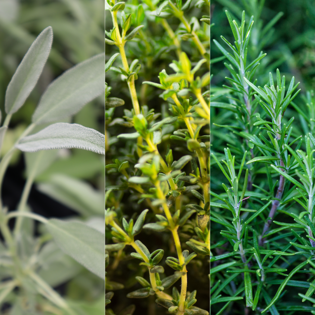 Winter Cooking Herb Collection — Curated 3-Plant Set (Sage, Thyme, Rosemary), 13cm Pots