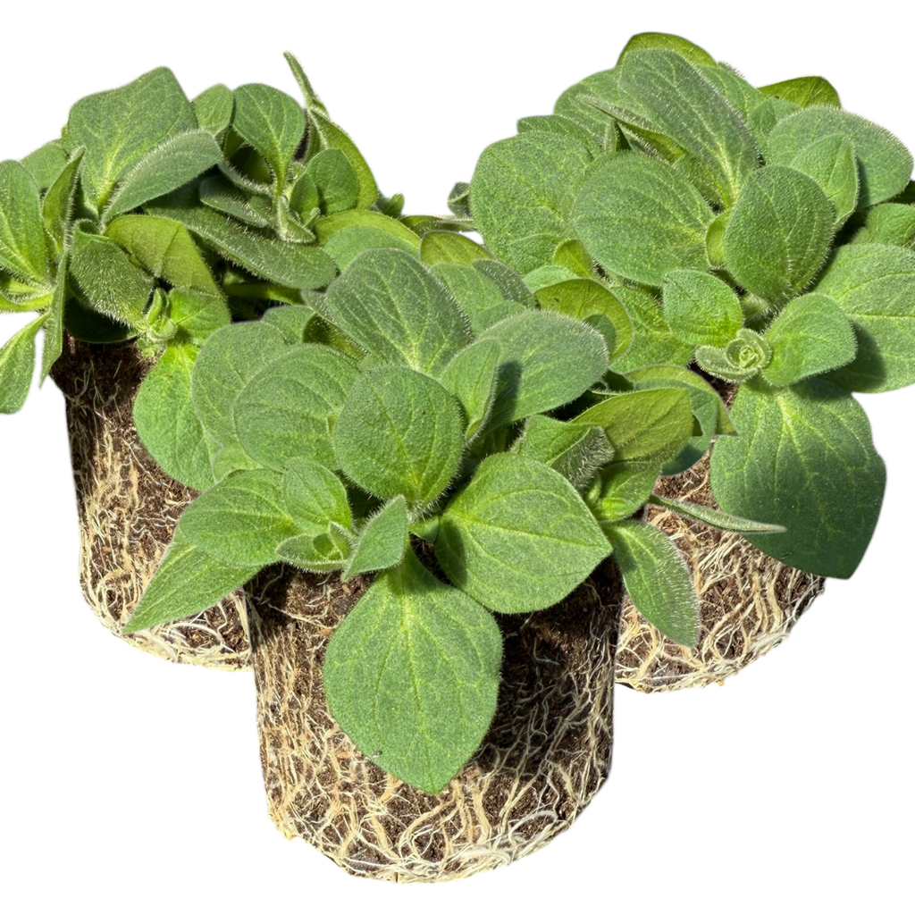 Petunia ‘Dekko Rose Star’ — Hardy Perennial, 10.5cm Pot (Set of 3 or 6)