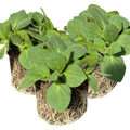 Petunia ‘Dekko Rose Star’ — Hardy Perennial, 10.5cm Pot (Set of 3 or 6)