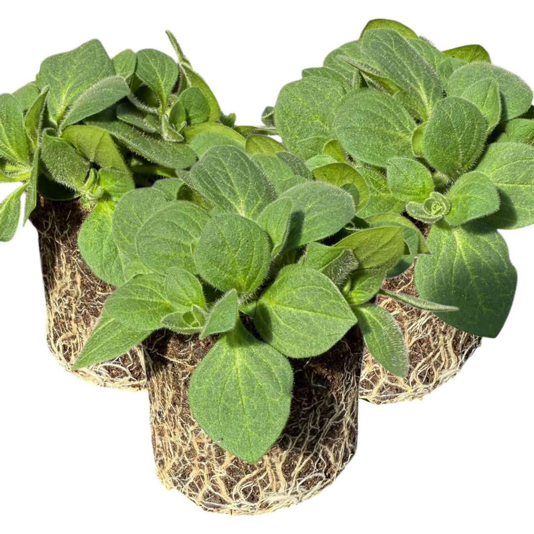 Petunia ‘Dekko Rose Star’ — Hardy Perennial, 10.5cm Pot (Set of 3 or 6)