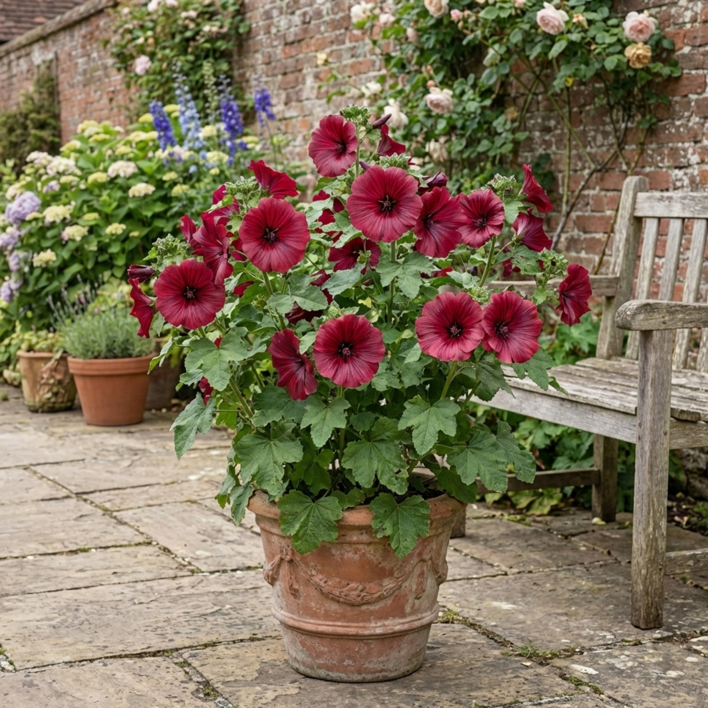 Lavatera ‘Burgundy Wine’ — Hardy Semi-evergreen Perennial Shrub, Bee-Friendly, 2L Pot