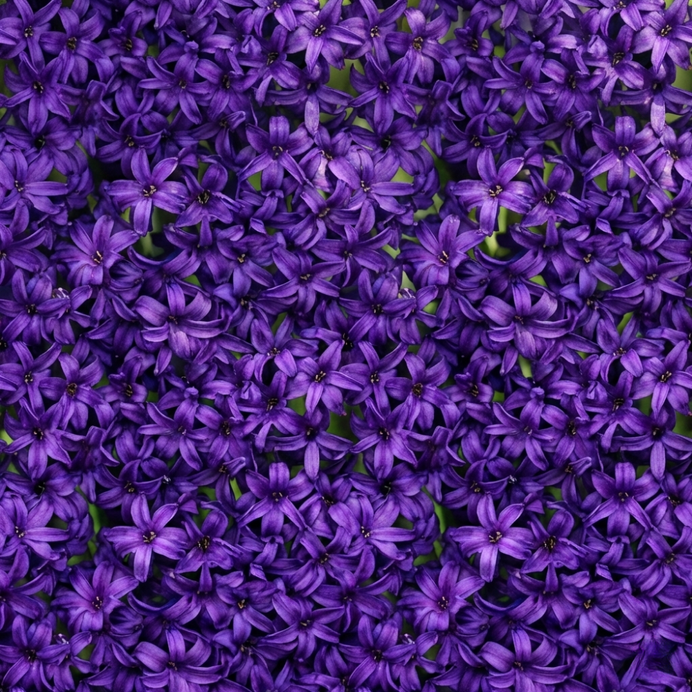 Hyacinth 'Purple' — Hardy Bulb, Bee-Friendly, 1L Pot (3 bulbs per pot, Set of 3)