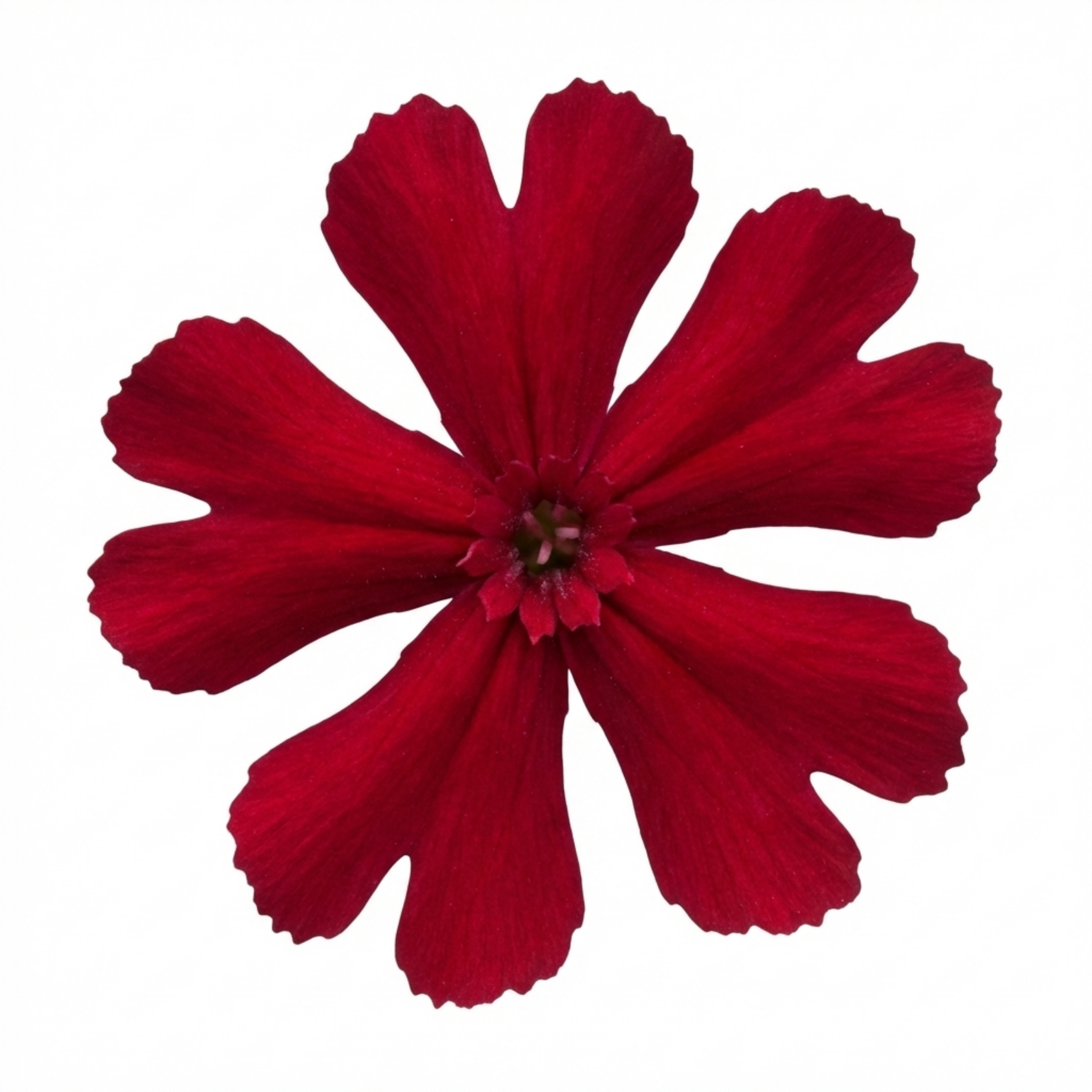 Lychnis ‘Rose Campion’ — Hardy Perennial, Bee-Friendly, 1L Pot (Set of 3 or 6)