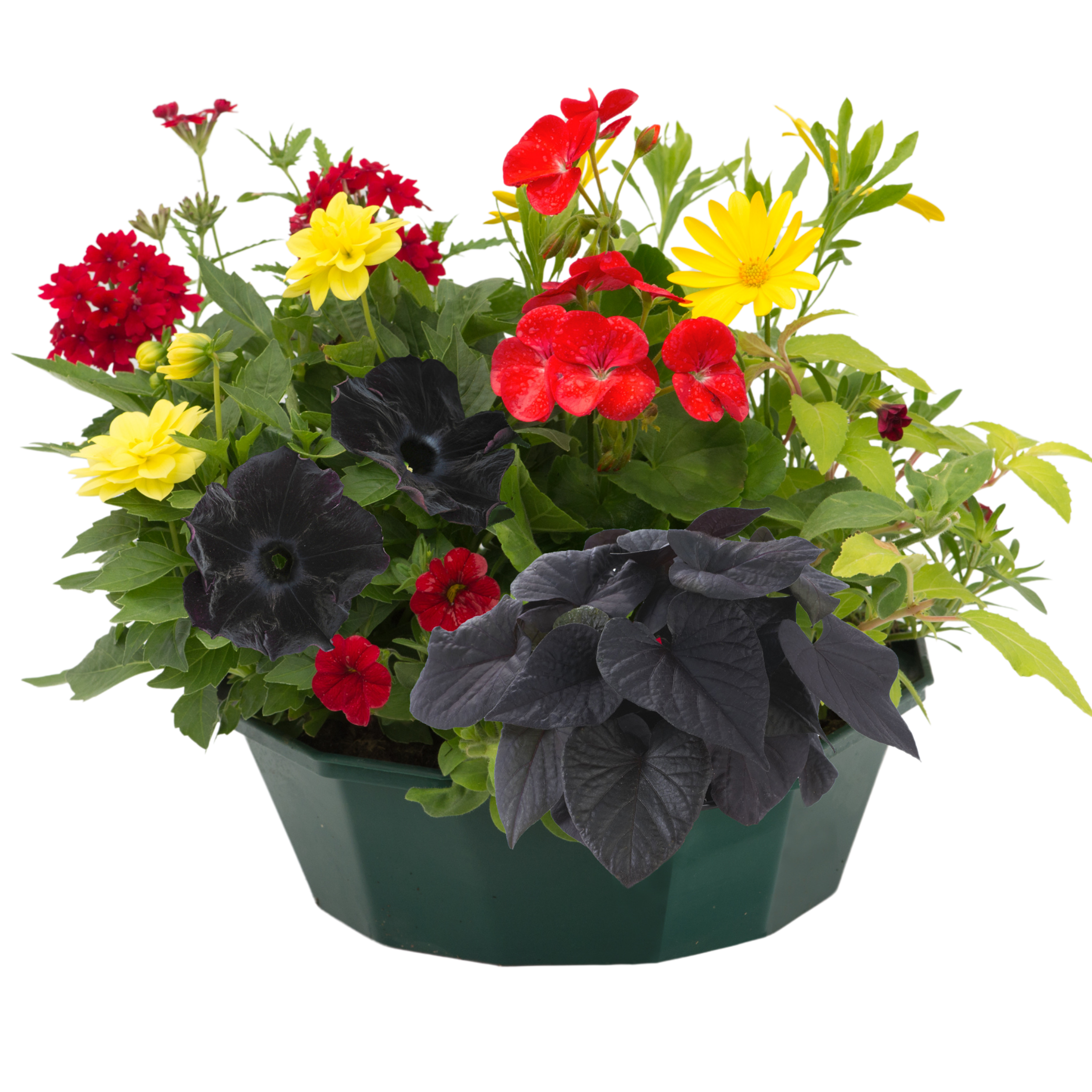 Brilliant Bling Speedplanter — Pre-Planted Mixed Annual Display, 7-Plant Set