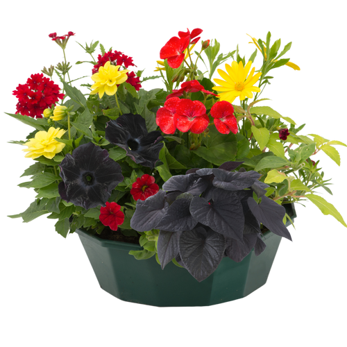 Brilliant Bling Speedplanter — Pre-Planted Mixed Annual Display, 7-Plant Set