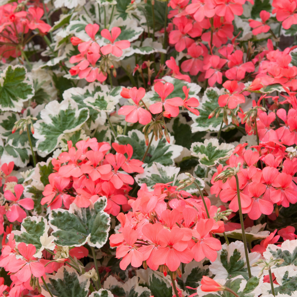 Pelargonium ‘Frank Hedley’ — Tender Perennial (grown as bedding), Bee-Friendly, 1L Pot (Set of 3 or 6)