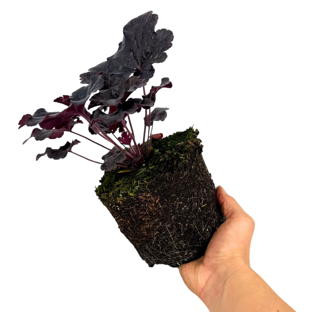 Heuchera ‘Obsidian’ — Hardy Perennial, 2L Pot