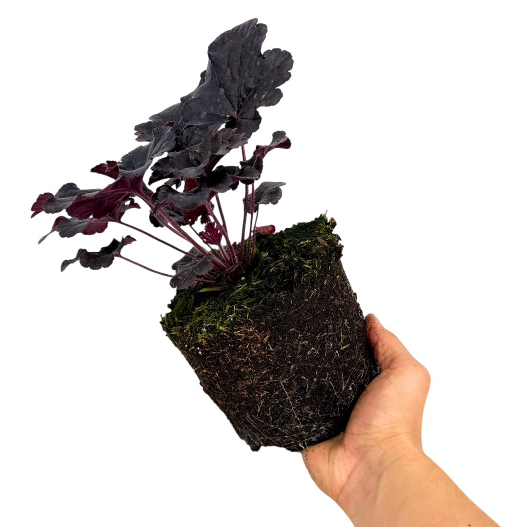Heuchera ‘Obsidian’ — Hardy Perennial, 2L Pot