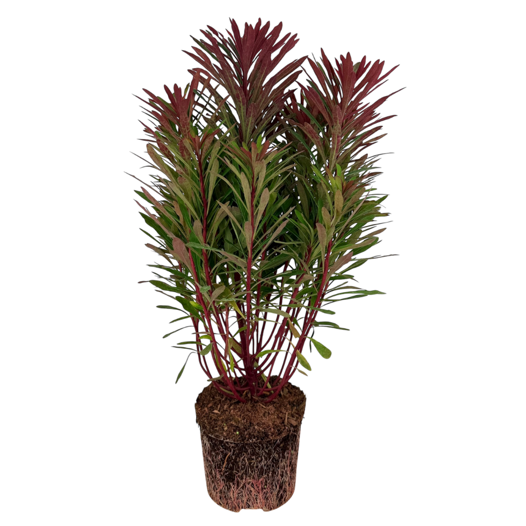 Euphorbia ‘Miners Merlot’ — Hardy Shrub, 3L Pot