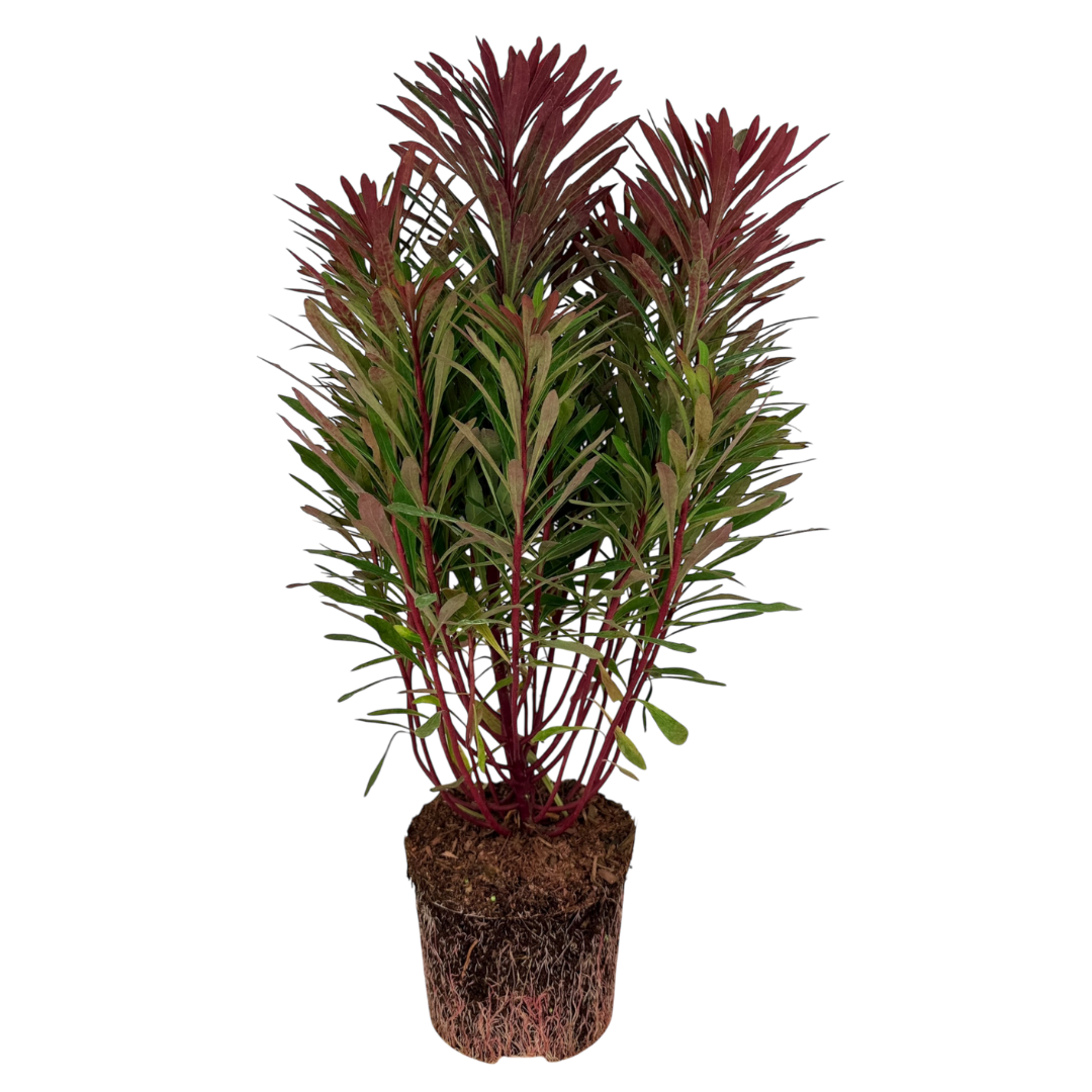 Euphorbia ‘Miners Merlot’ — Hardy Shrub, 3L Pot