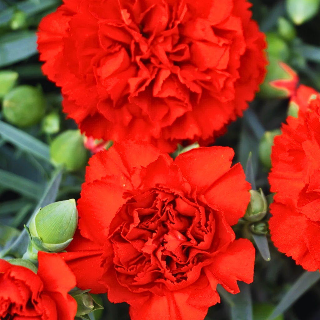 Dianthus ‘Oscar Dark Red’ — Hardy Perennial, 10.5cm Pot (Set of 3 or 6)