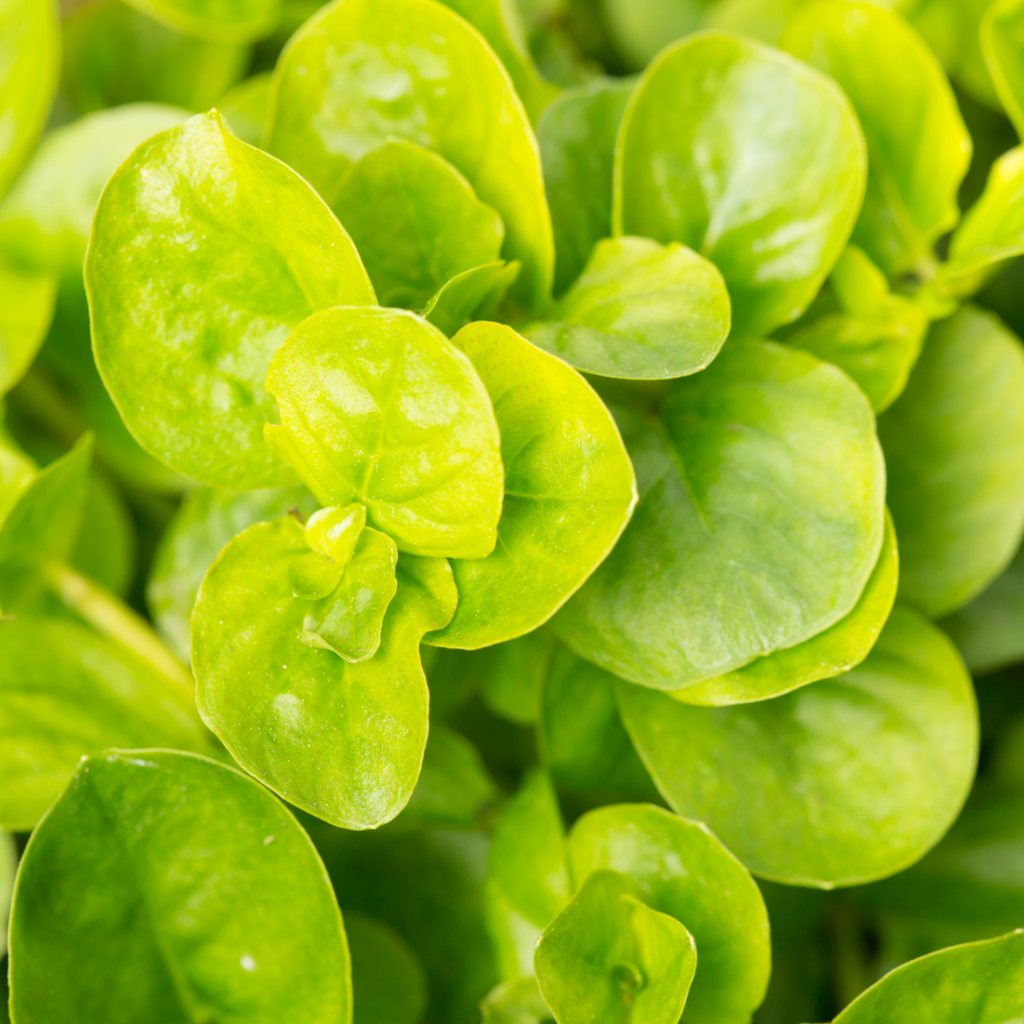 Lysimachia 'Goldilocks' — Creeping Jenny, Hardy Perennial Ground Cover, 10.5cm Pot (Set of 3 or 6)