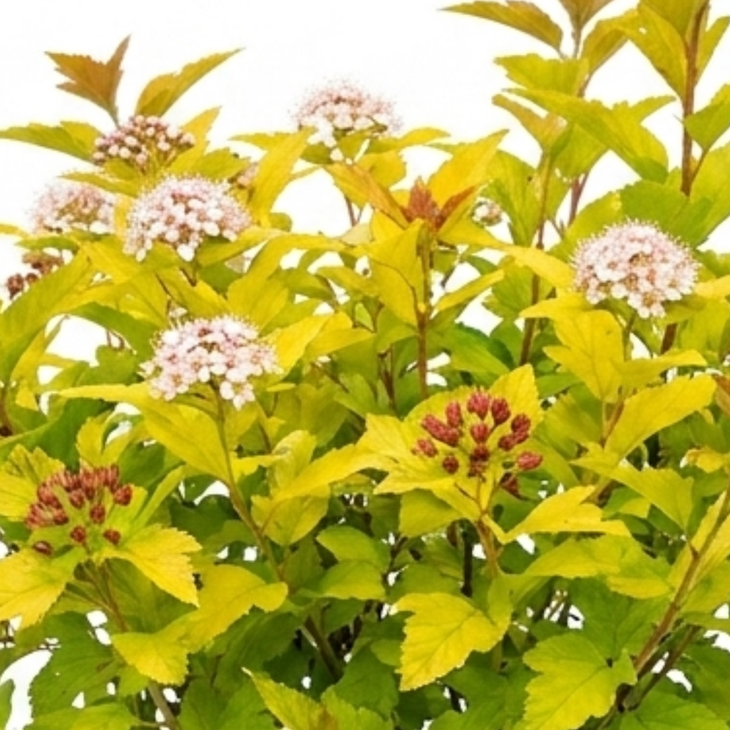Physocarpus ‘Raspberry Lemonade’ — Deciduous Shrub, Bee-Friendly, 3L Pot