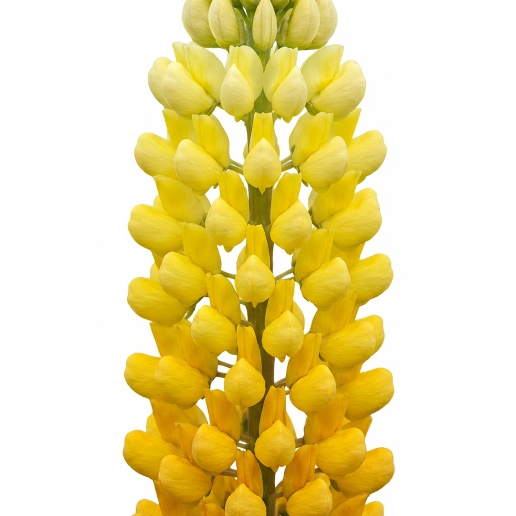 Lupinus ‘Legendary Yellow Shades’ — Hardy Herbaceous Perennial, Bee-Friendly, 1L Pot (Set of 3 or 6)