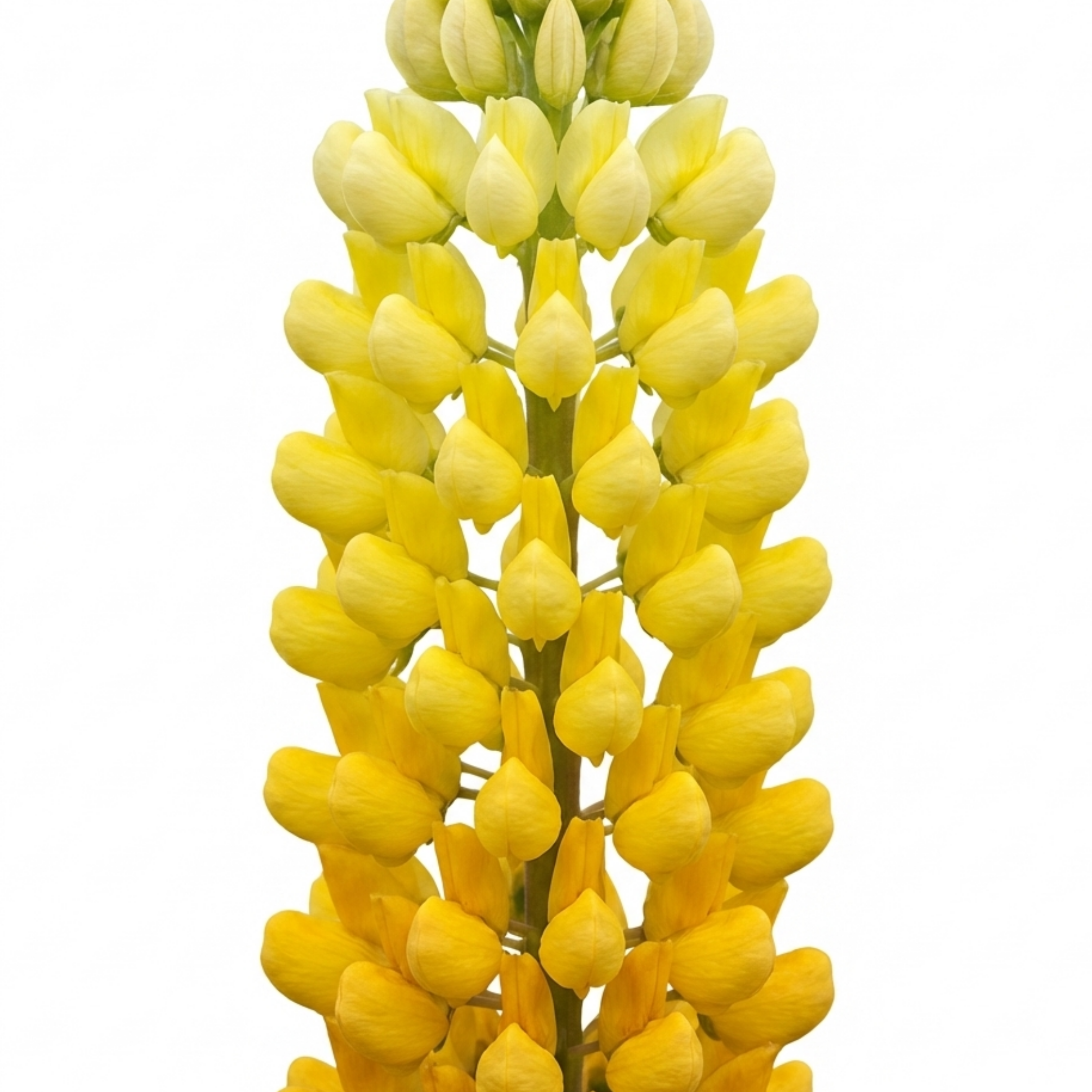Lupinus ‘Legendary Yellow Shades’ — Hardy Herbaceous Perennial, Bee-Friendly, 1L Pot (Set of 3 or 6)