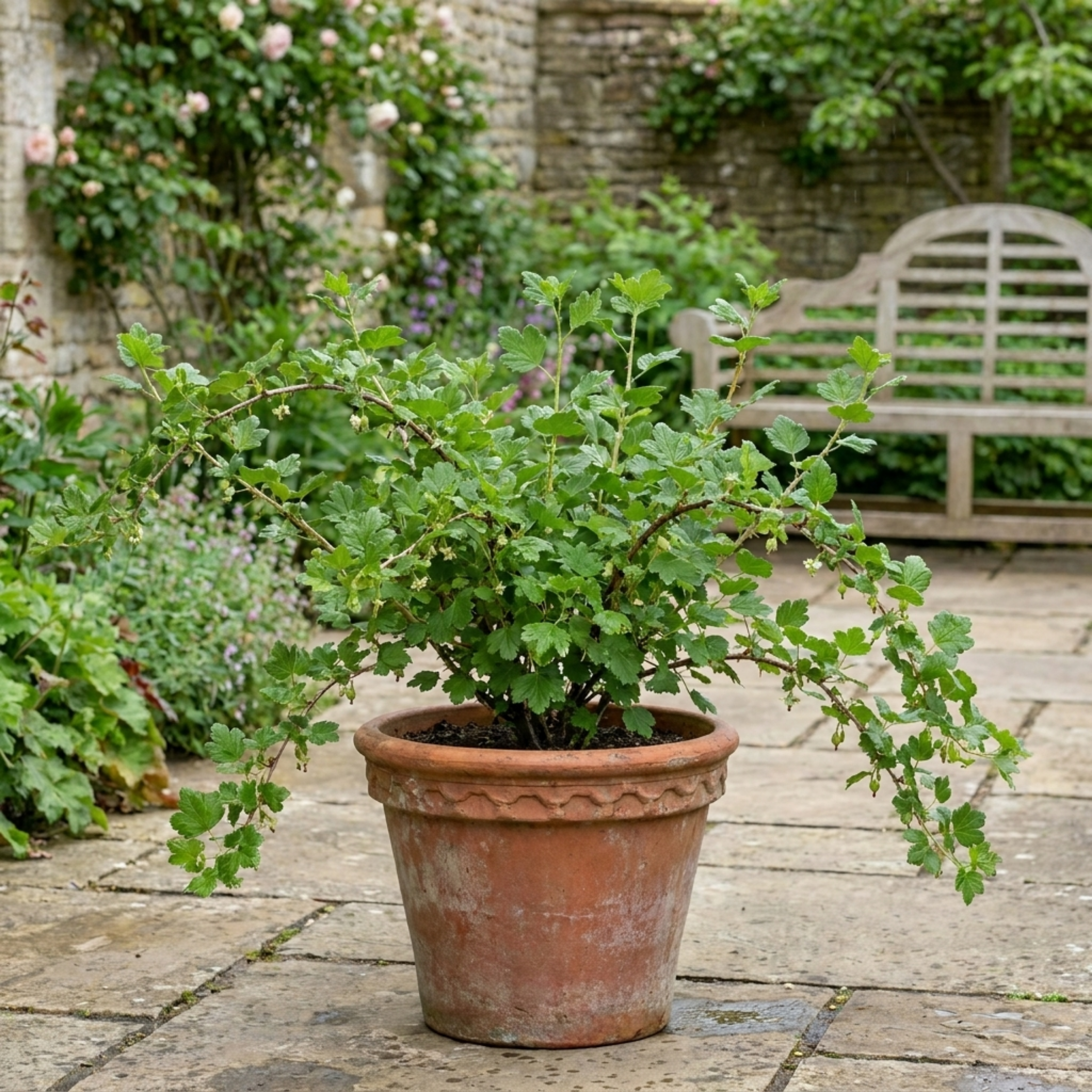 Gooseberry 'Green' — Hardy Self-Fertile Fruit Bush, 5L Pot