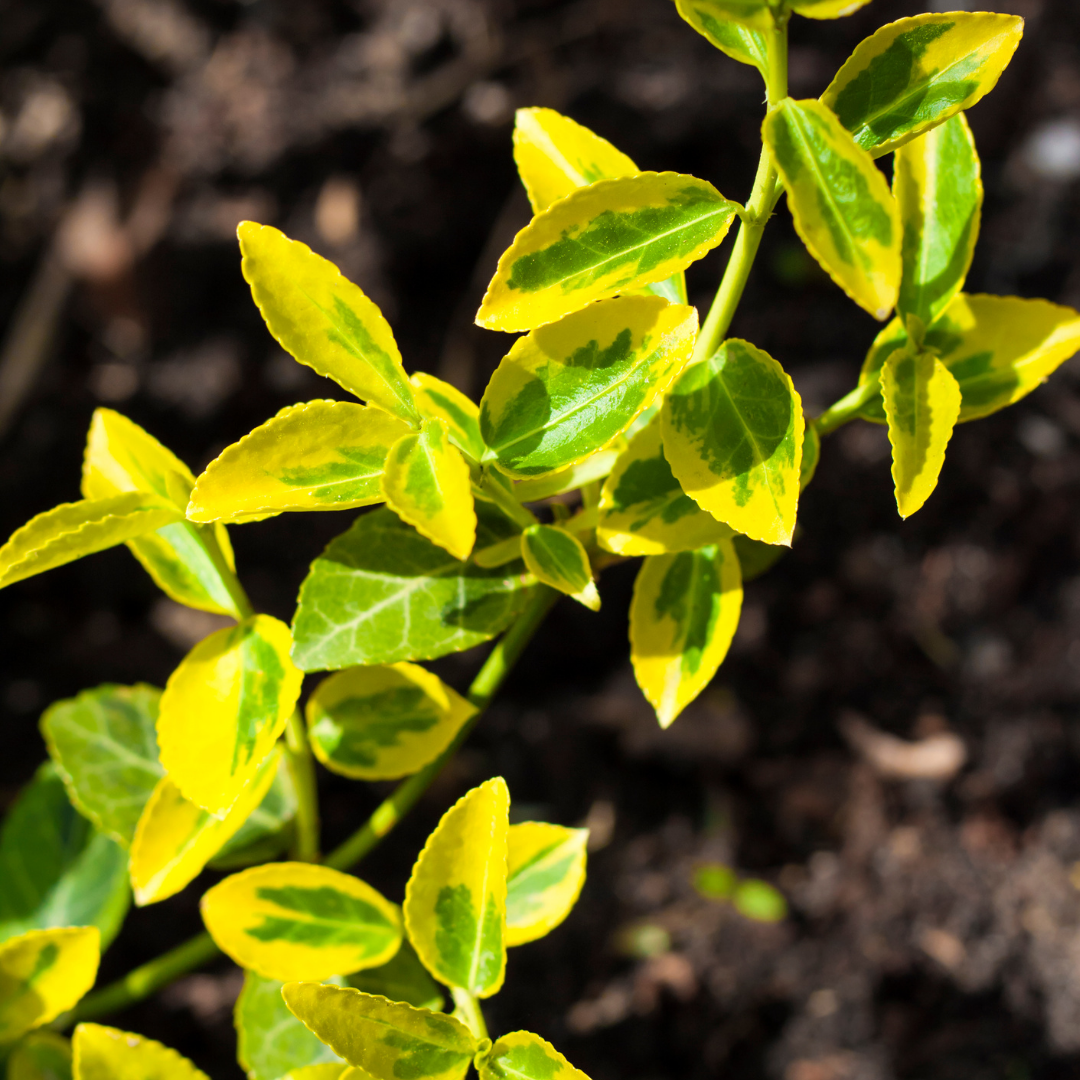 Euonymus ‘Emerald’ — Hardy Shrub, 2L Pot