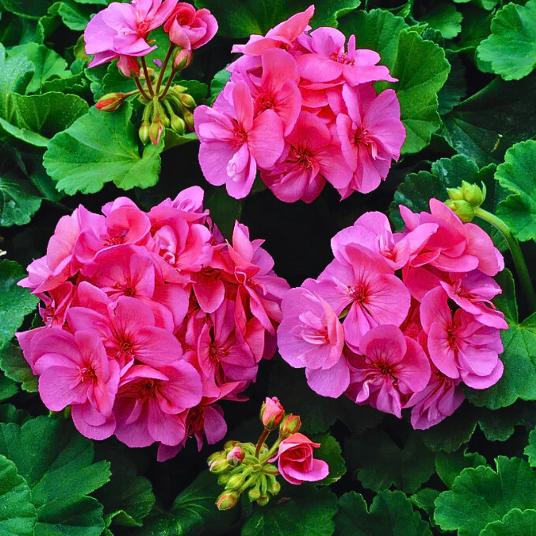 Pelargonium ‘Anne’ — Tender Perennial (grown as bedding), Bee-Friendly, 10.5cm Pot (Set of 3 or 6)