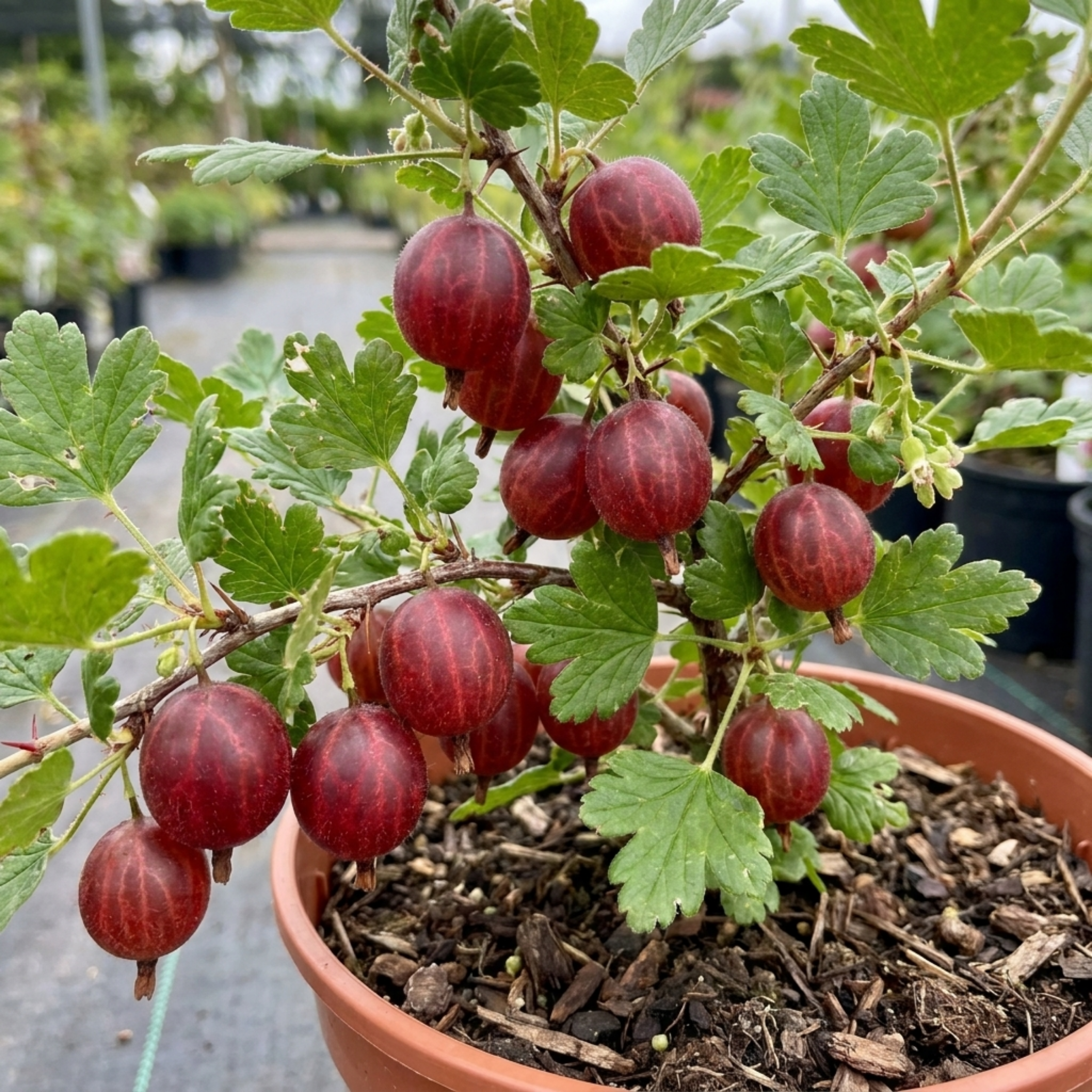 Gooseberry ‘Hinnonmaki Red’ — Deciduous Fruiting Shrub, Bee-Friendly, 2L Pot