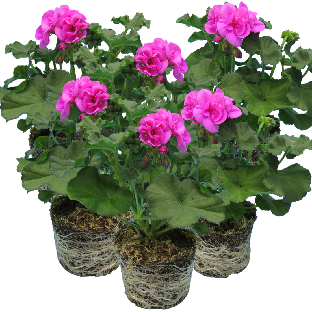 Pelargonium ‘Evi Blue’ — Tender Perennial (grown as bedding), Bee-Friendly, 1L Pot (Set of 3 or 6)