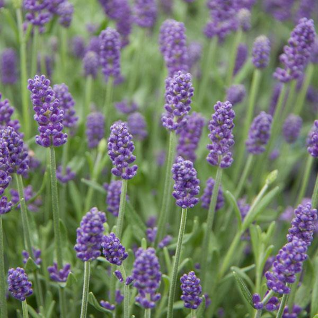 Lavandula ‘Hidcote Light Blue’ — Evergreen Aromatic Sub-Shrub, Bee-Friendly, 2L Pot