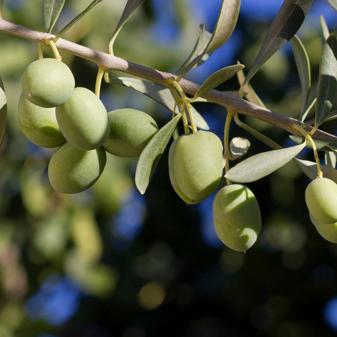 Olive Tree (Olea europaea) — Hardy Evergreen, 5L Pot