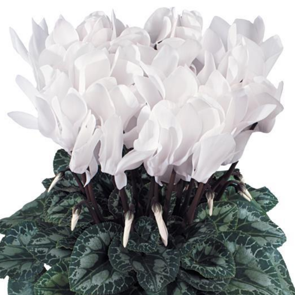 Cyclamen ‘Flame White’ — Hardy Perennial, 1L Pot