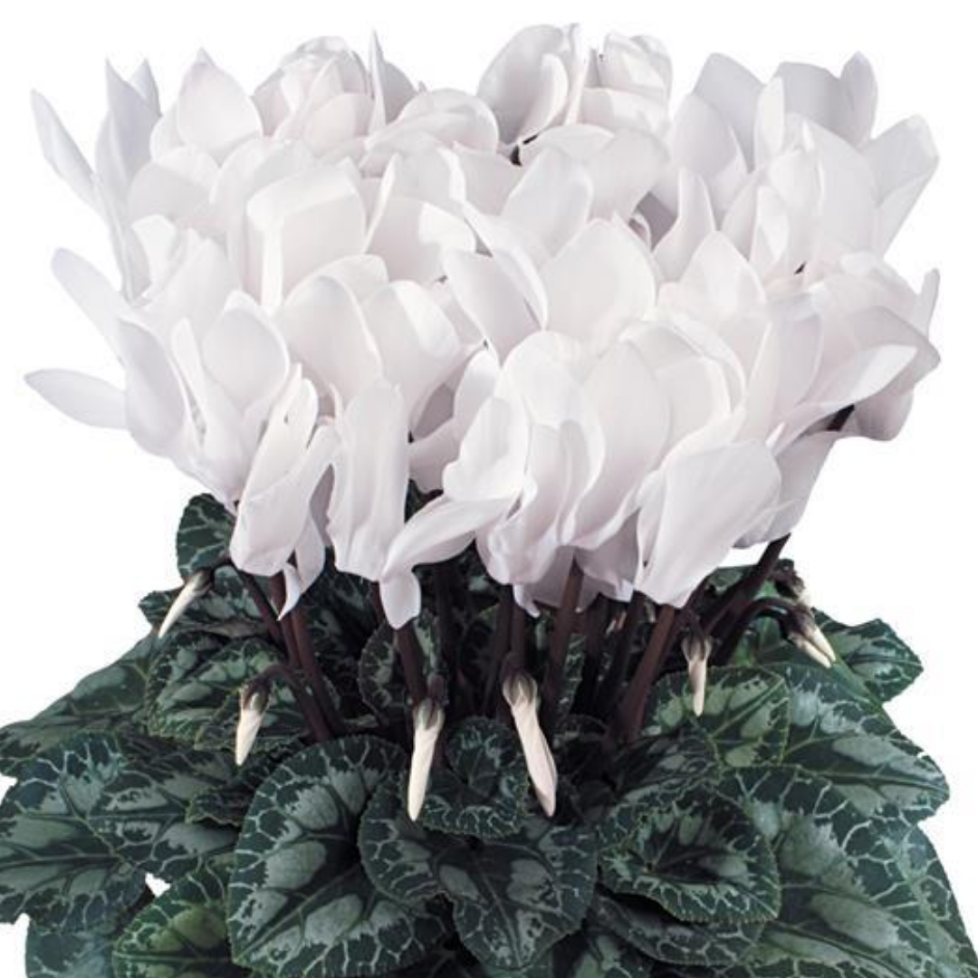 Cyclamen ‘Flame White’ — Hardy Perennial, 1L Pot