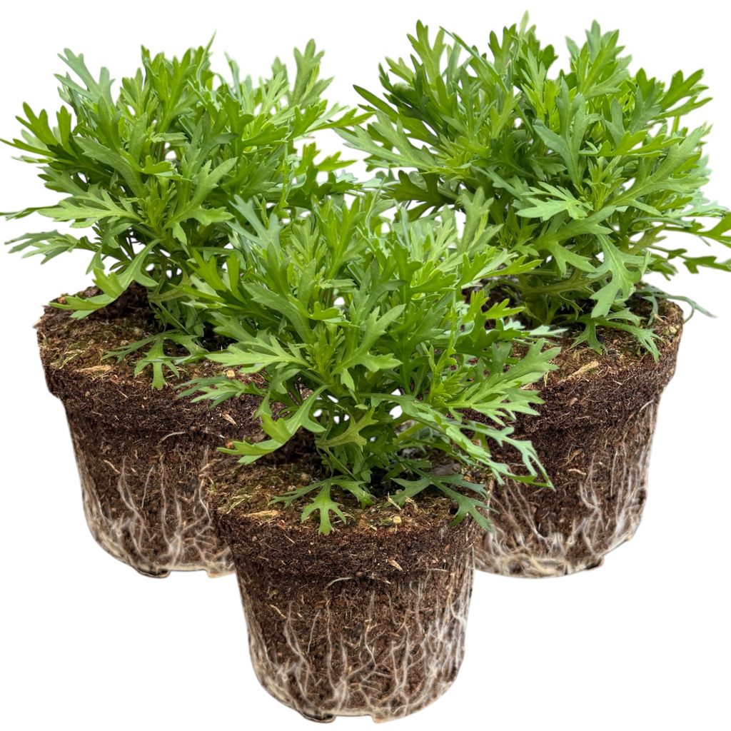 Argyranthemum ‘Madeira White’ — Hardy Perennial, 10.5cm Pot (Set of 3 or 6)