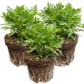 Argyranthemum ‘Madeira White’ — Hardy Perennial, 10.5cm Pot (Set of 3 or 6)
