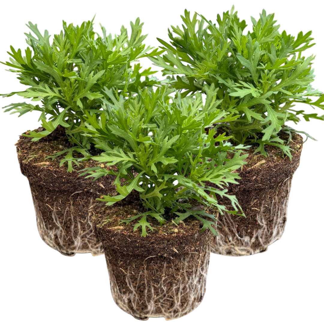 Argyranthemum ‘Madeira White’ — Hardy Perennial, 10.5cm Pot (Set of 3 or 6)