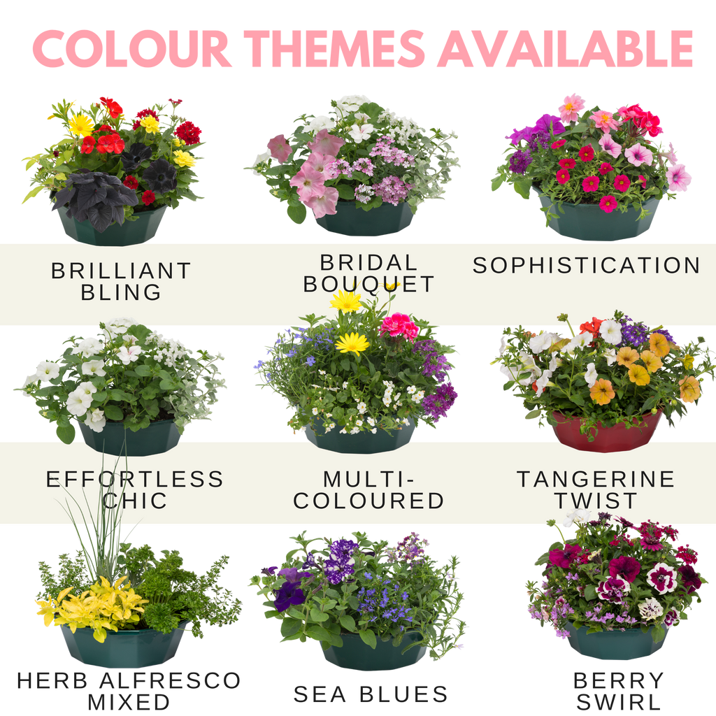 Bridal Bouquet Speedplanter — Pre-Planted Mixed Annual Display, 7-Plant Set