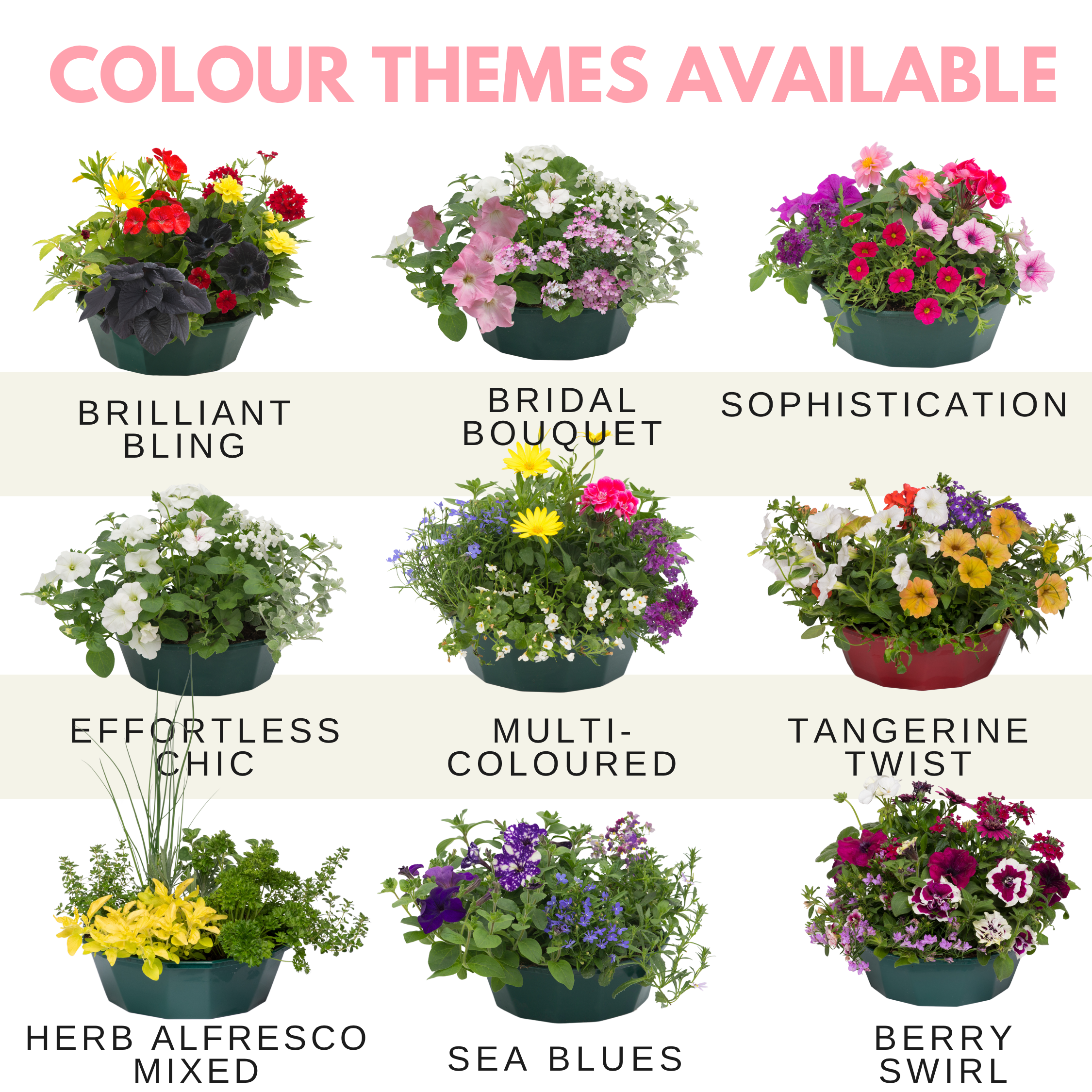 Bridal Bouquet Speedplanter — Pre-Planted Mixed Annual Display, 7-Plant Set