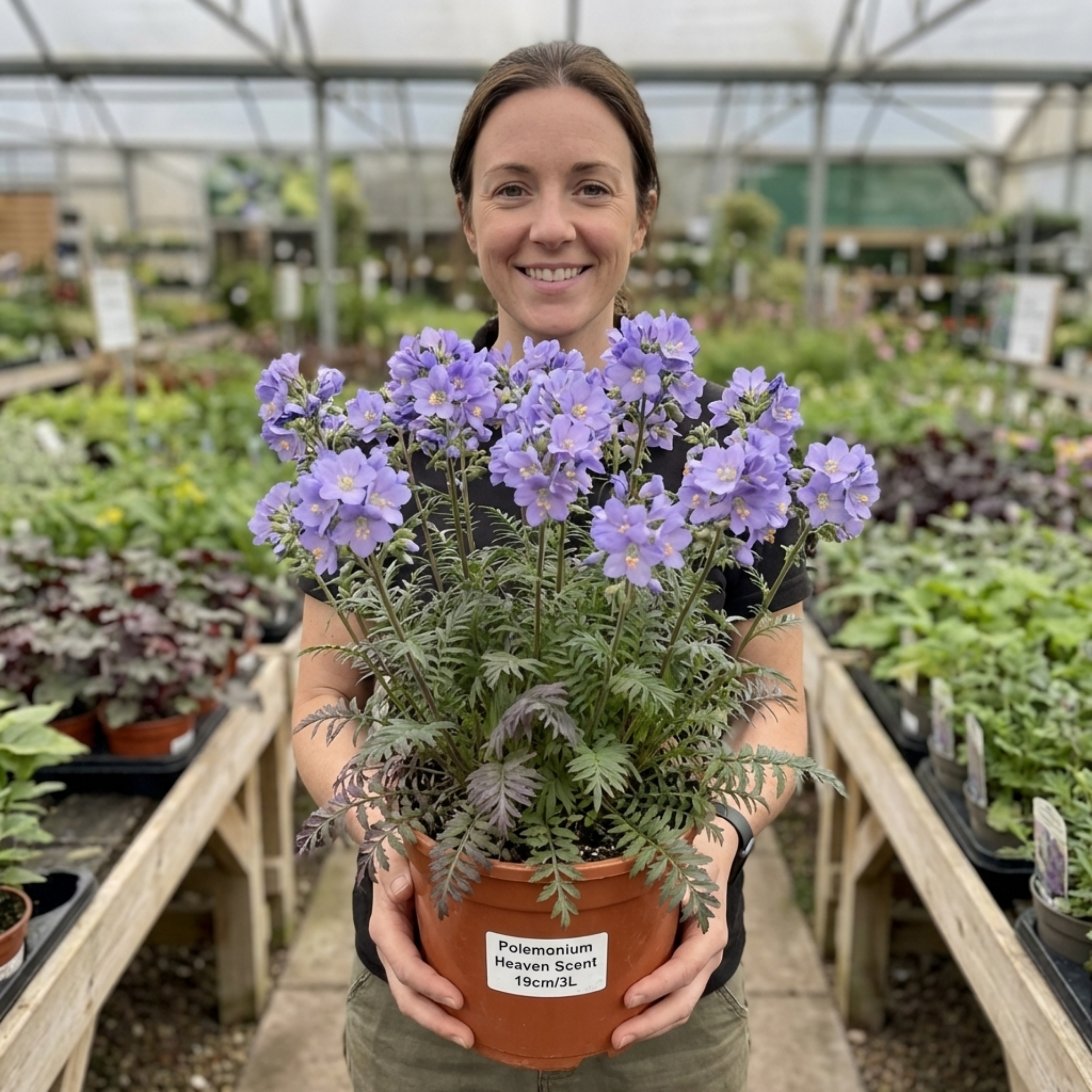 Polemonium ‘Heaven Scent’ — Hardy Herbaceous Perennial, Bee-Friendly, 3L Pot