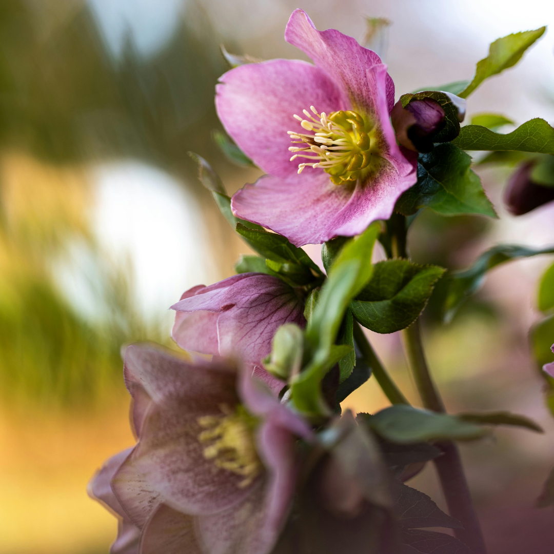 Hellebore ‘Frostkiss Cheryl's Shine’ — Hardy Perennial, Bee-Friendly, 2L Pot