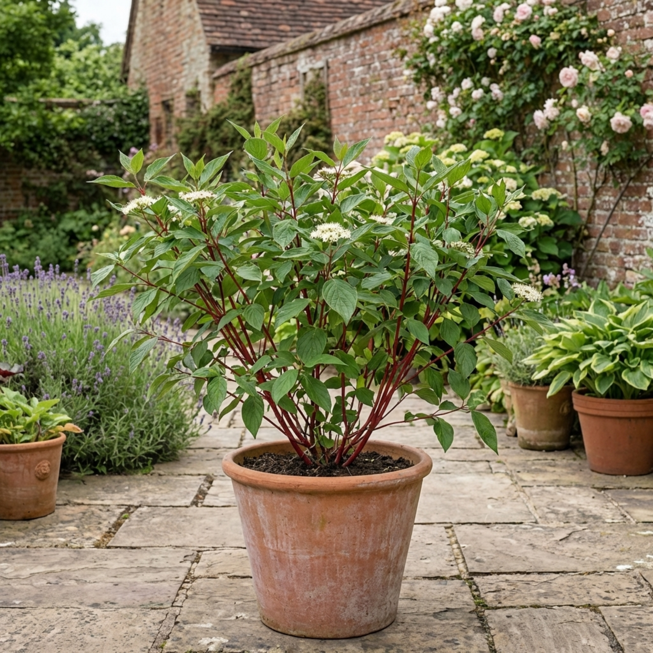 Cornus ‘Alba Sibirica Red Stemmed Dogwood’ — Deciduous Shrub, Bee-Friendly, 3L Pot