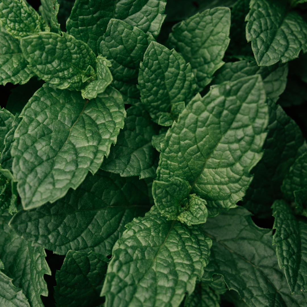 Mint 'Peppermint' — Hardy Perennial Herb, Bee-Friendly, 1L Pot (Set of 3 or 6)