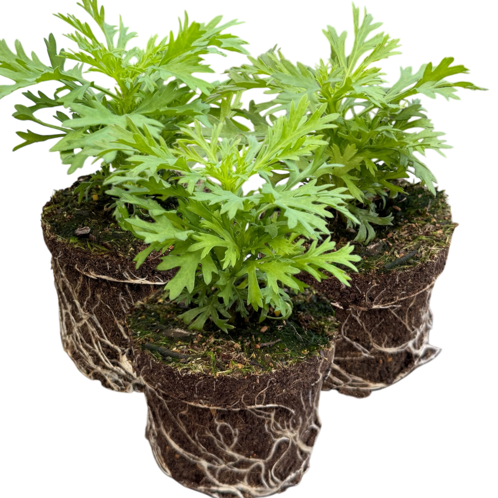 Argyranthemum ‘Madeira Yellow’ — Hardy Perennial, 10.5cm Pot (Set of 3 or 6)