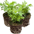 Argyranthemum ‘Madeira Yellow’ — Hardy Perennial, 10.5cm Pot (Set of 3 or 6)